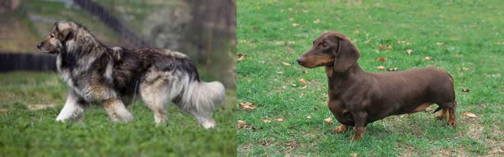 Dachshund vs Carpatin - Breed Comparison