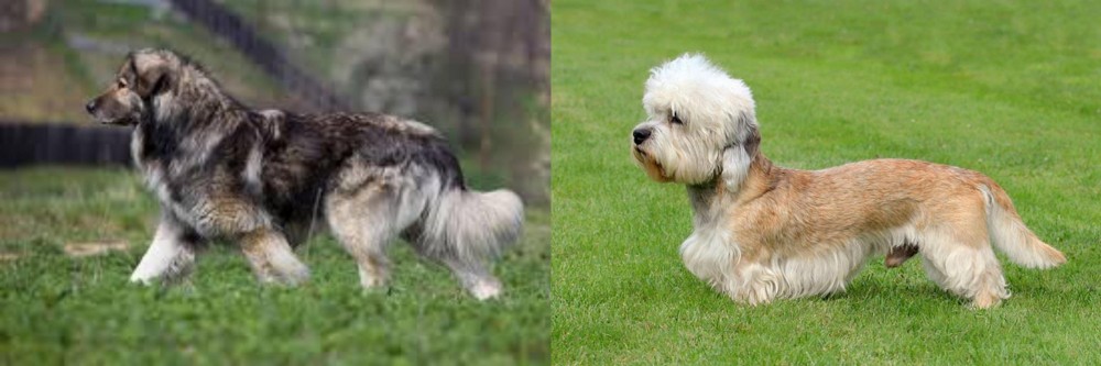 Dandie Dinmont Terrier vs Carpatin - Breed Comparison