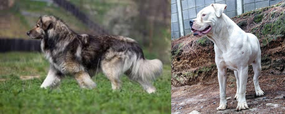 Dogo Guatemalteco vs Carpatin - Breed Comparison