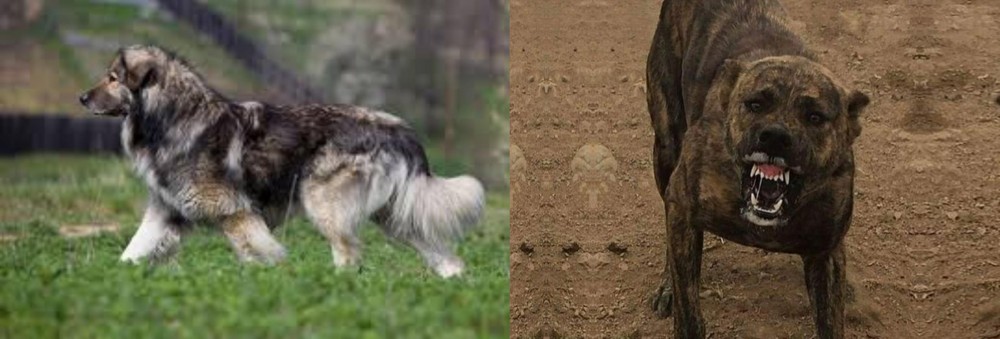 Dogo Sardesco vs Carpatin - Breed Comparison