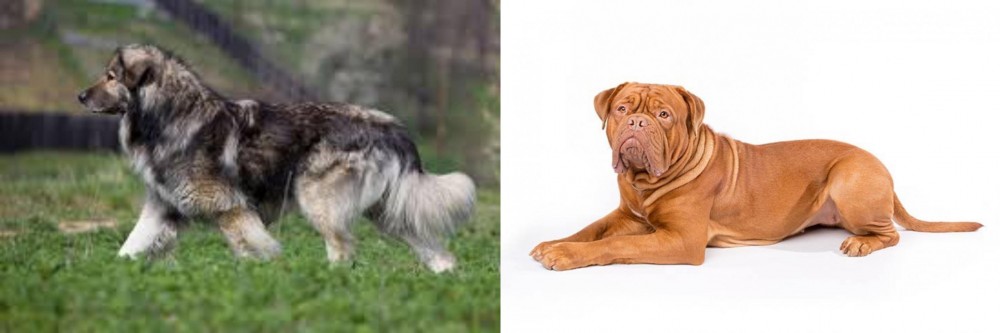 Dogue De Bordeaux vs Carpatin - Breed Comparison