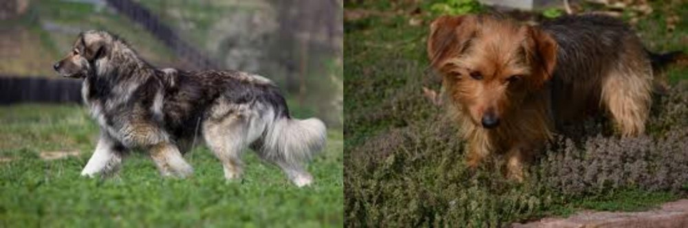 Dorkie vs Carpatin - Breed Comparison