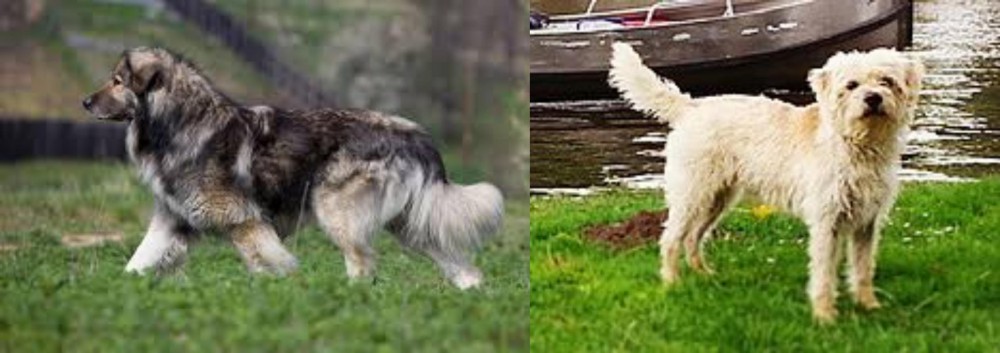 Dutch Smoushond vs Carpatin - Breed Comparison