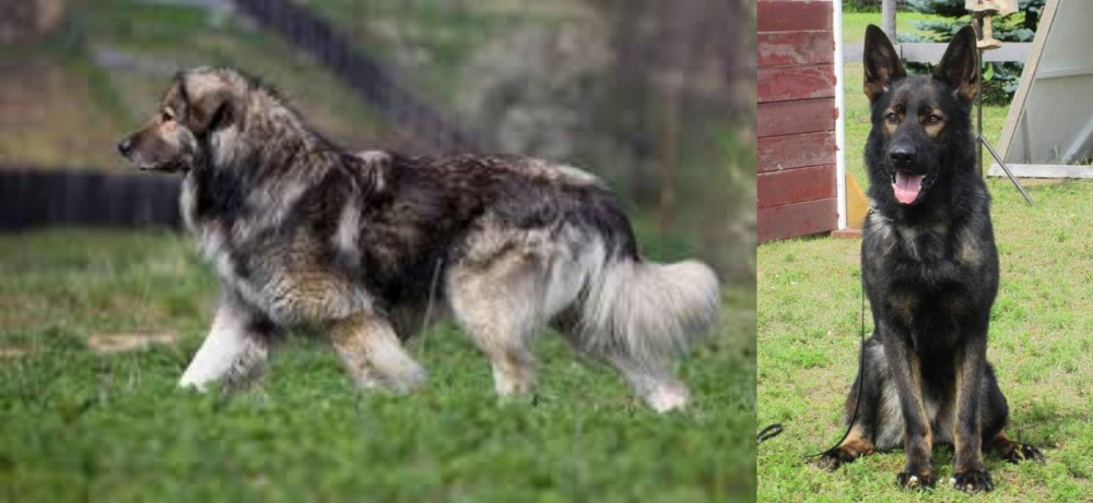 East German Shepherd vs Carpatin - Breed Comparison
