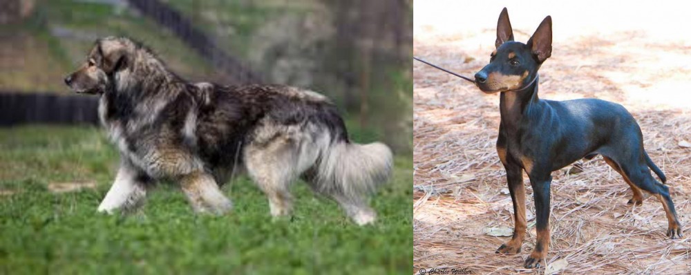 English Toy Terrier (Black & Tan) vs Carpatin - Breed Comparison
