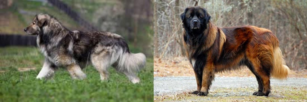 Estrela Mountain Dog vs Carpatin - Breed Comparison