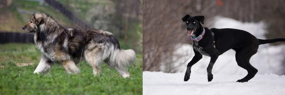 Eurohound vs Carpatin - Breed Comparison