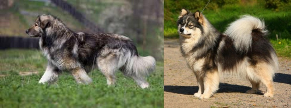 Finnish Lapphund vs Carpatin - Breed Comparison