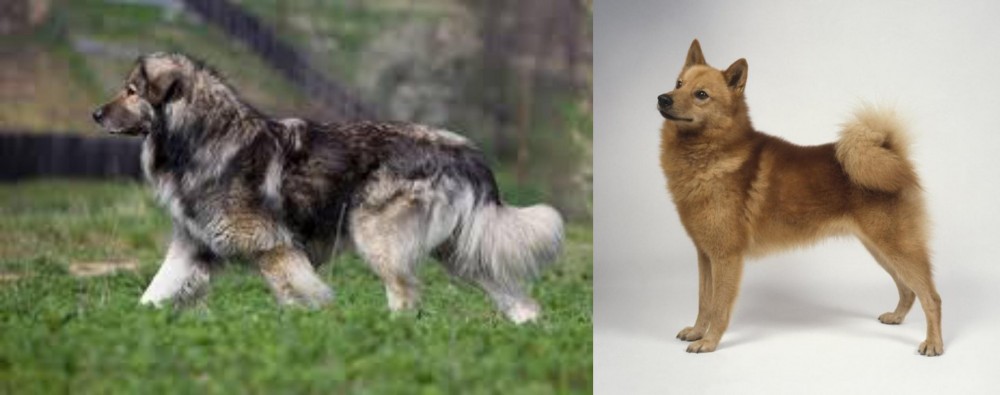 Finnish Spitz vs Carpatin - Breed Comparison