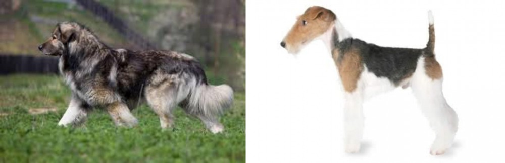 Fox Terrier vs Carpatin - Breed Comparison