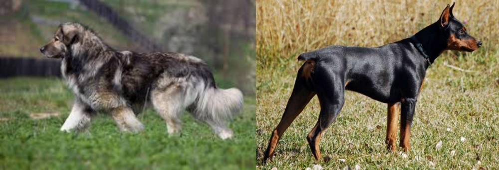 German Pinscher vs Carpatin - Breed Comparison