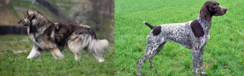 German Shorthaired Pointer vs Carpatin - Breed Comparison