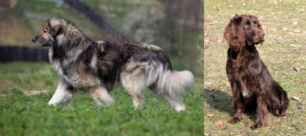 German Spaniel vs Carpatin - Breed Comparison