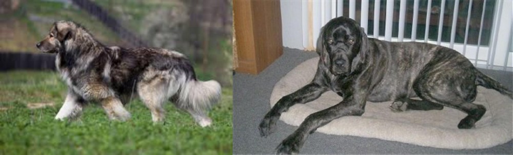 Giant Maso Mastiff vs Carpatin - Breed Comparison