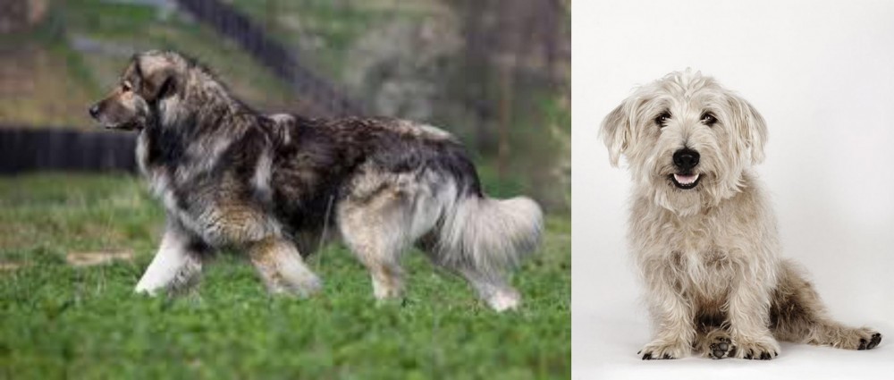 Glen of Imaal Terrier vs Carpatin - Breed Comparison