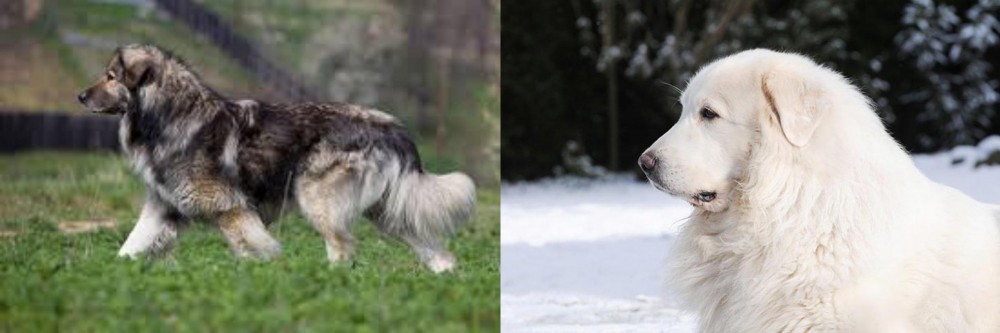 Great Pyrenees vs Carpatin - Breed Comparison