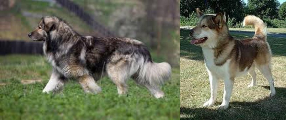 Greenland Dog vs Carpatin - Breed Comparison