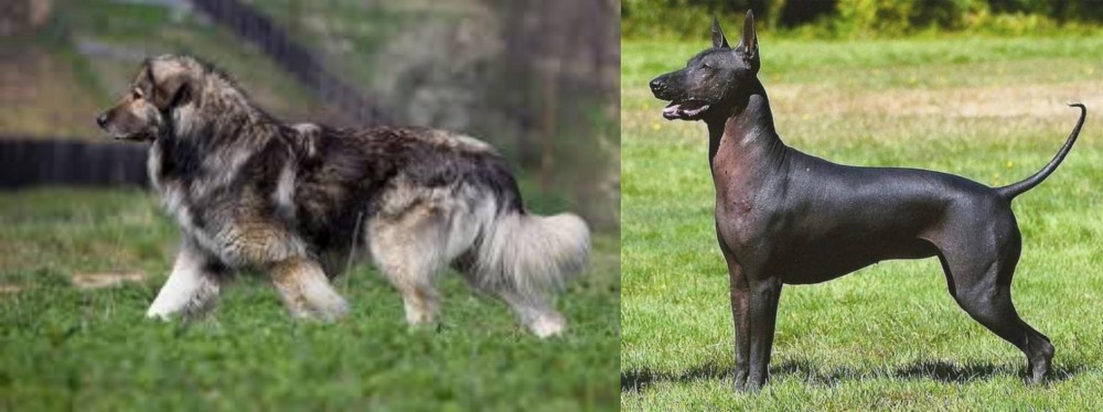 Hairless Khala vs Carpatin - Breed Comparison