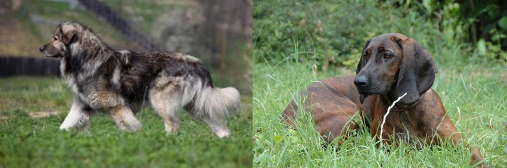 Hanover Hound vs Carpatin - Breed Comparison