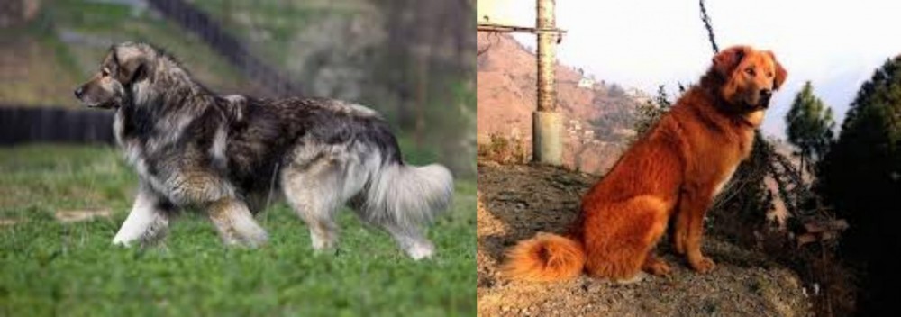 Himalayan Sheepdog vs Carpatin - Breed Comparison