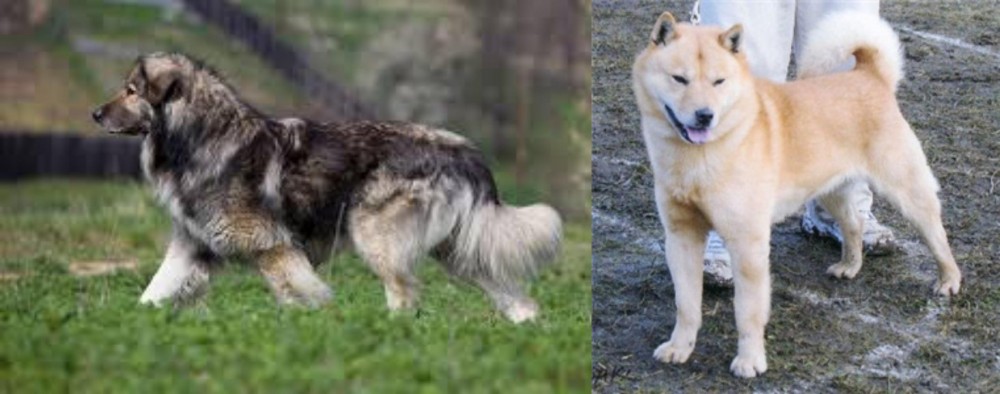 Hokkaido vs Carpatin - Breed Comparison