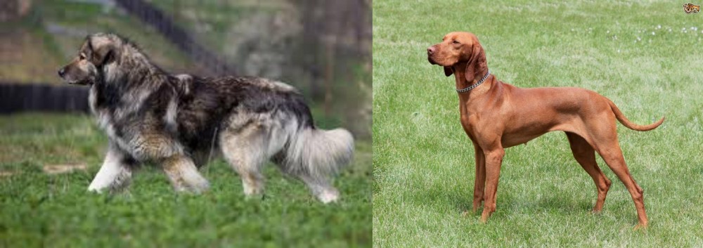 Hungarian Vizsla vs Carpatin - Breed Comparison