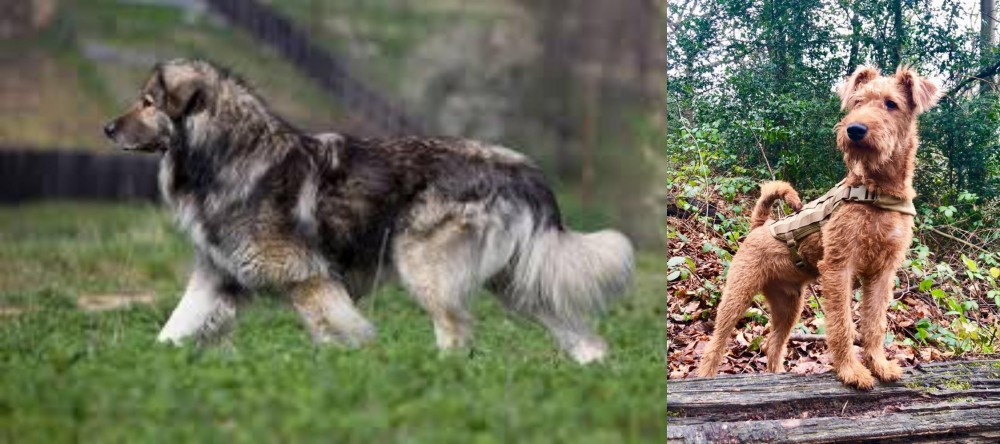 Irish Terrier vs Carpatin - Breed Comparison