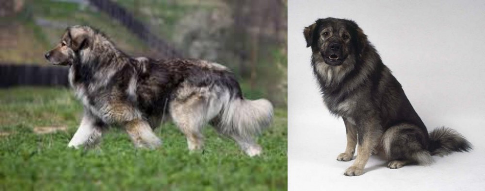 Istrian Sheepdog vs Carpatin - Breed Comparison