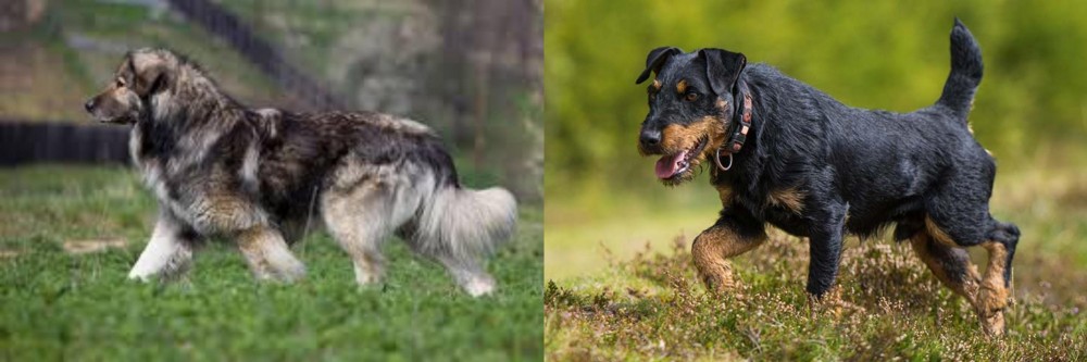 Jagdterrier vs Carpatin - Breed Comparison