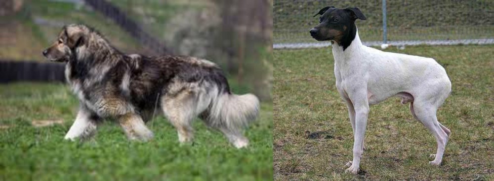 Japanese Terrier vs Carpatin - Breed Comparison