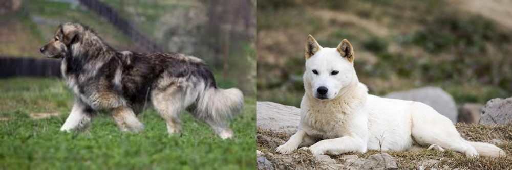 Jindo vs Carpatin - Breed Comparison