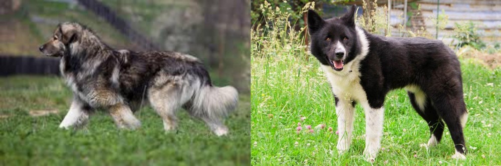 Karelian Bear Dog vs Carpatin - Breed Comparison