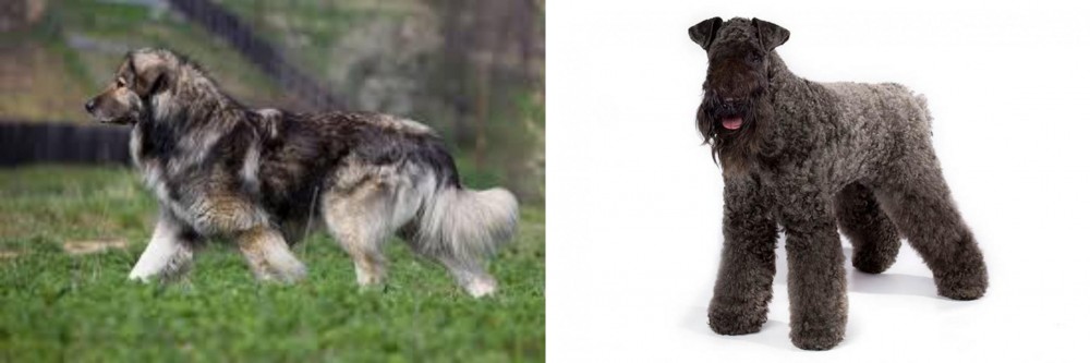Kerry Blue Terrier vs Carpatin - Breed Comparison