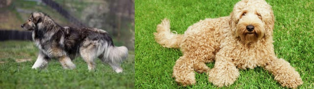 Labradoodle vs Carpatin - Breed Comparison