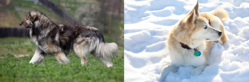 Labrador Husky vs Carpatin - Breed Comparison