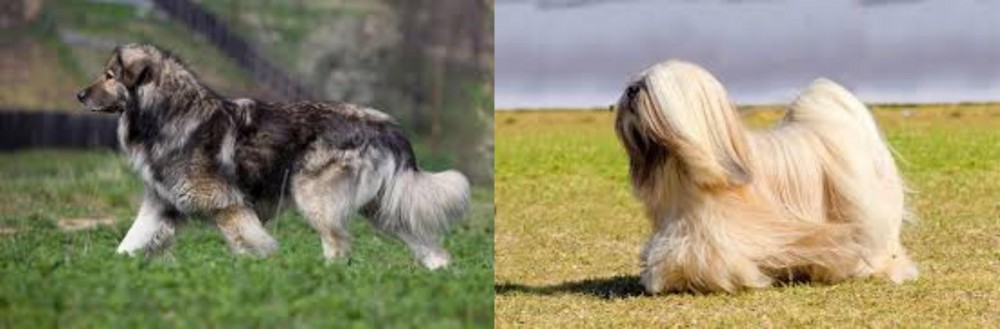 Lhasa Apso vs Carpatin - Breed Comparison