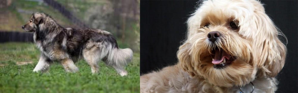 Lhasapoo vs Carpatin - Breed Comparison