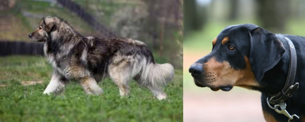 Lithuanian Hound vs Carpatin - Breed Comparison