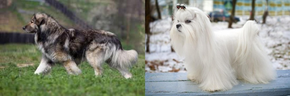 Maltese vs Carpatin - Breed Comparison