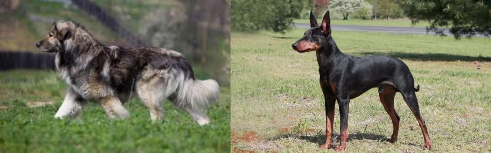 Manchester Terrier vs Carpatin - Breed Comparison