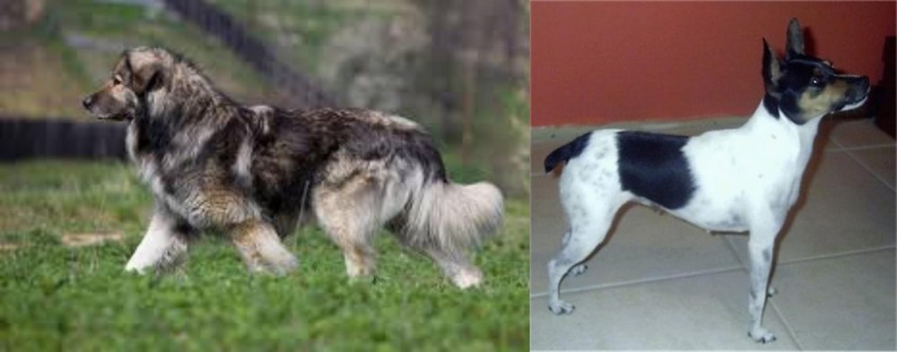 Miniature Fox Terrier vs Carpatin - Breed Comparison