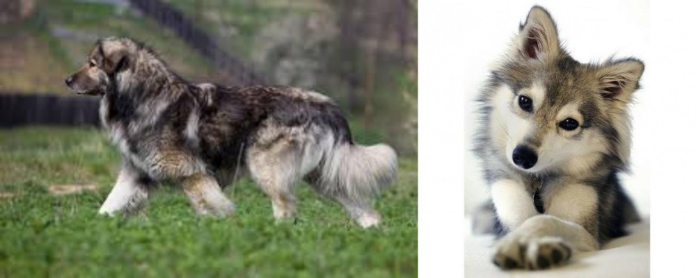 Miniature Siberian Husky vs Carpatin - Breed Comparison