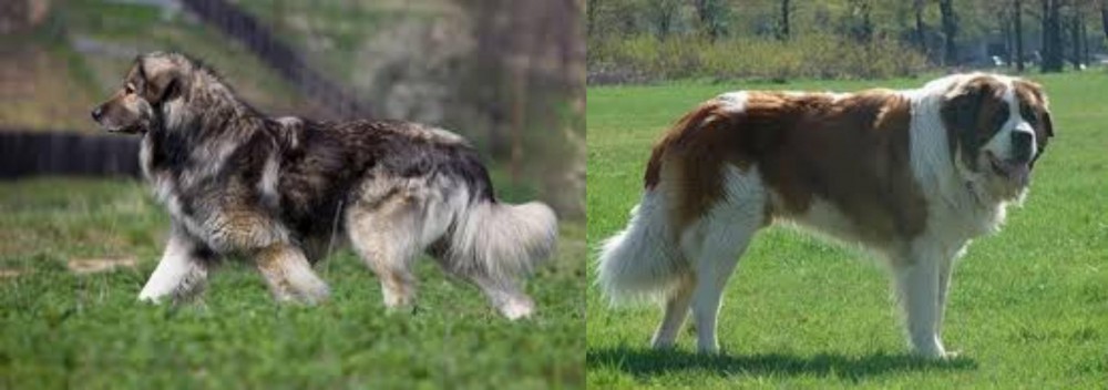 Moscow Watchdog vs Carpatin - Breed Comparison
