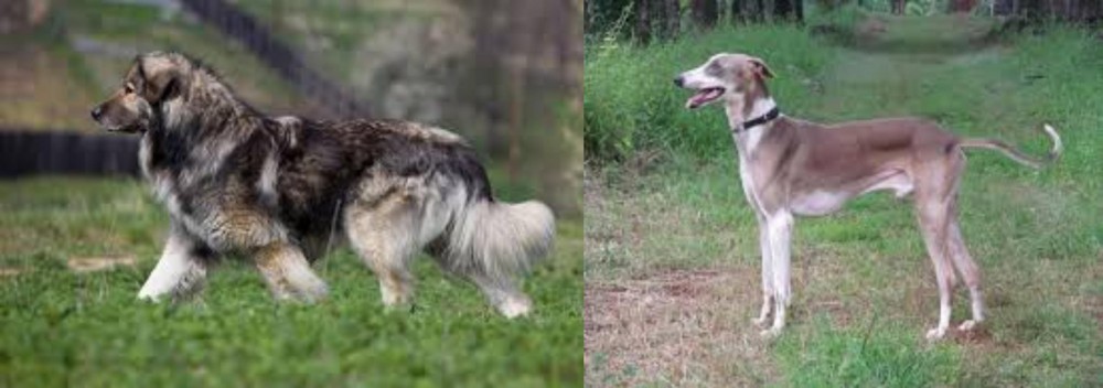 Mudhol Hound vs Carpatin - Breed Comparison