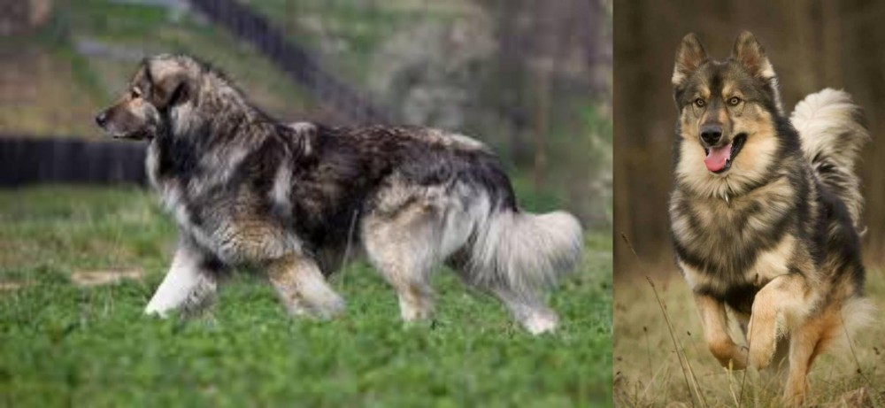 Native American Indian Dog vs Carpatin - Breed Comparison