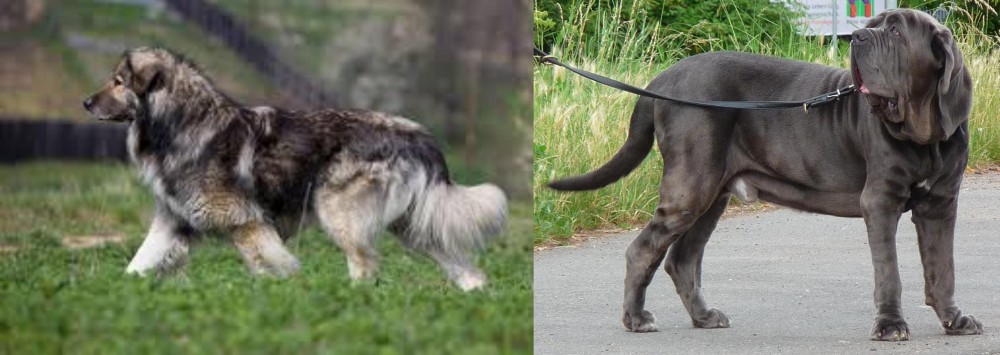 Neapolitan Mastiff vs Carpatin - Breed Comparison