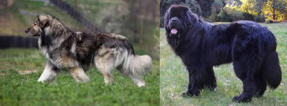 Newfoundland Dog vs Carpatin - Breed Comparison