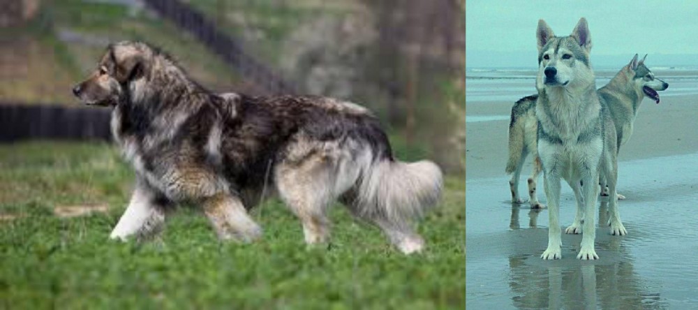 Northern Inuit Dog vs Carpatin - Breed Comparison
