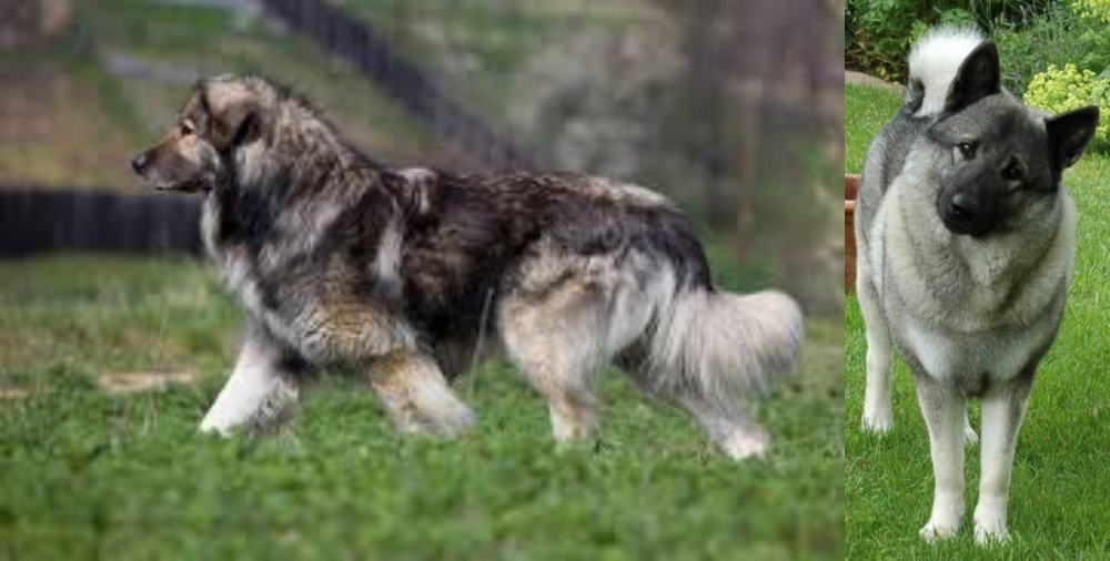 Norwegian Elkhound vs Carpatin - Breed Comparison