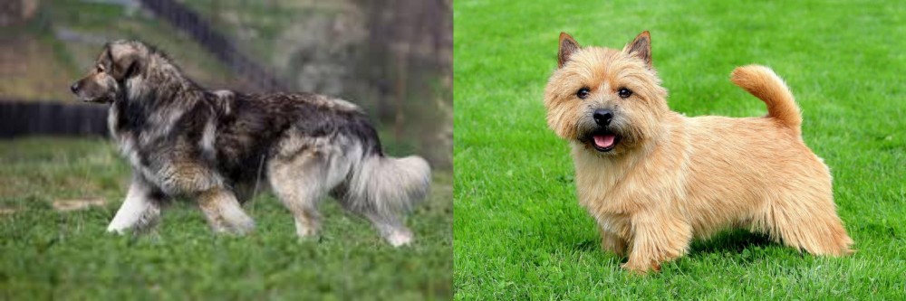 Norwich Terrier vs Carpatin - Breed Comparison